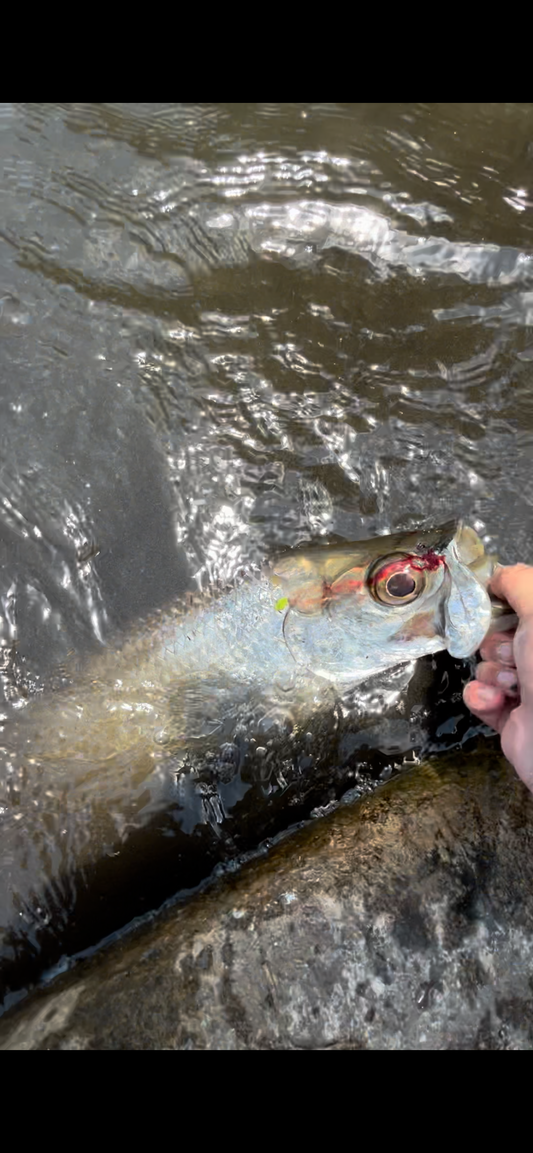 Tarpon Tuesdays Here In Satellite Beach